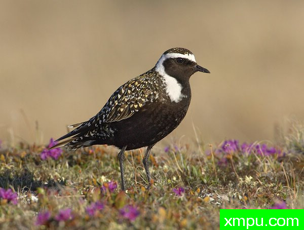 美国金鸻---荒野摄影师罗伯特罗伊斯 摄影