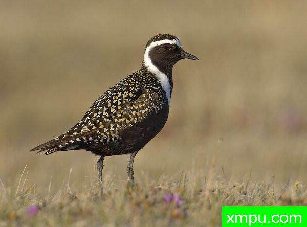 美国金鸻---荒野摄影师罗伯特罗伊斯 摄影