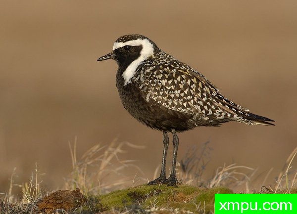 美国金鸻---荒野摄影师罗伯特罗伊斯 摄影