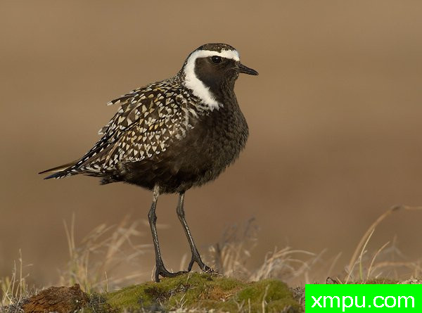 美国金鸻---荒野摄影师罗伯特罗伊斯 摄影