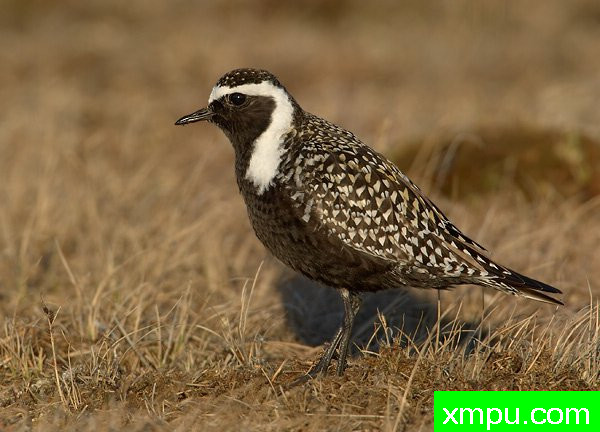 美国金鸻---荒野摄影师罗伯特罗伊斯 摄影
