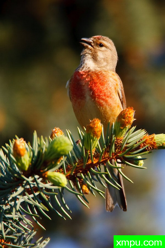 麻叶黄雀--大自然的摄影大师--保罗（ZPFP）【波兰】摄影系列