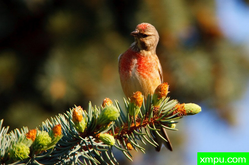 麻叶黄雀--大自然的摄影大师--保罗（ZPFP）【波兰】摄影系列