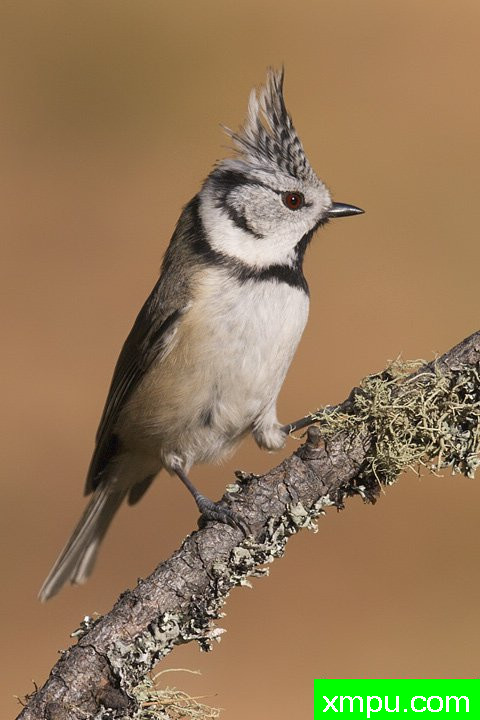 凤头山雀----【意大利】