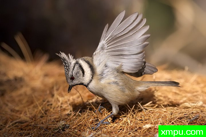 凤头山雀----【意大利】