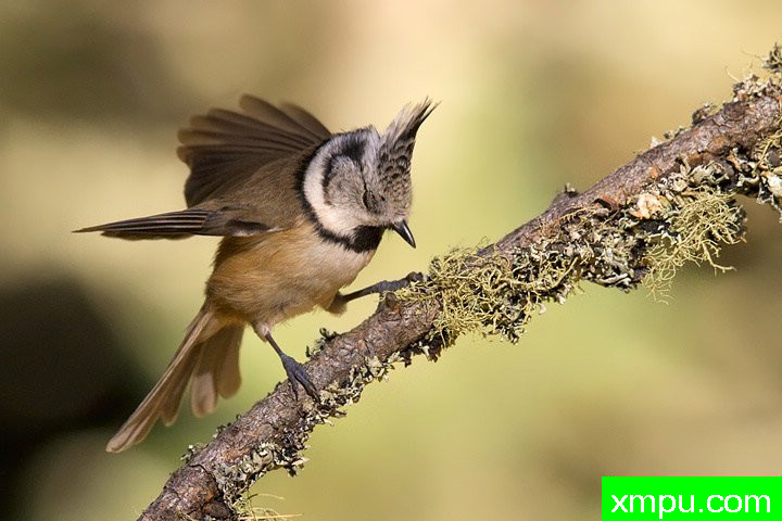 凤头山雀----【意大利】