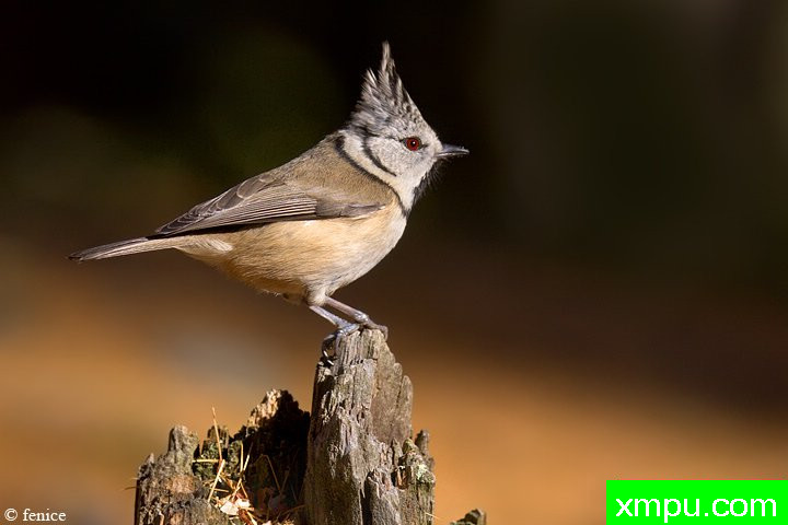 凤头山雀----【意大利】