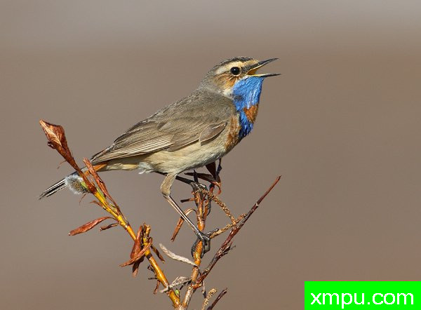 蓝点颏--荒野摄影师罗伯特罗伊斯 摄影