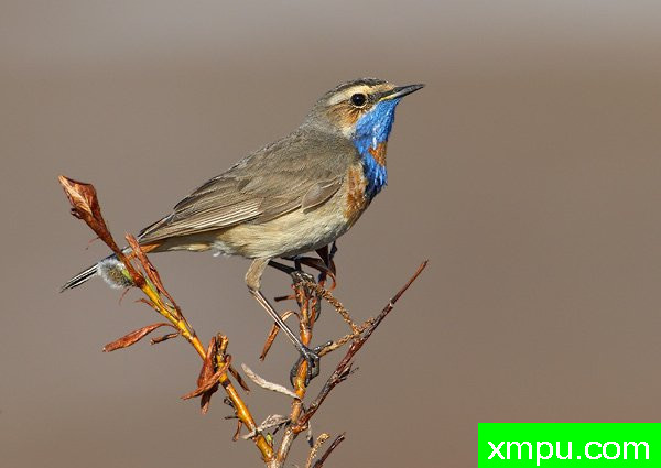 蓝点颏--荒野摄影师罗伯特罗伊斯 摄影