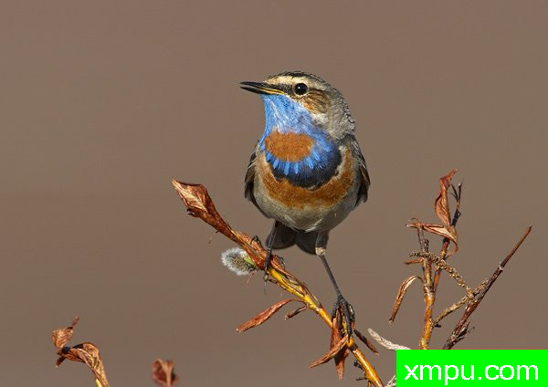 蓝点颏--荒野摄影师罗伯特罗伊斯 摄影