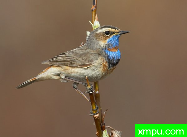 蓝点颏--荒野摄影师罗伯特罗伊斯 摄影