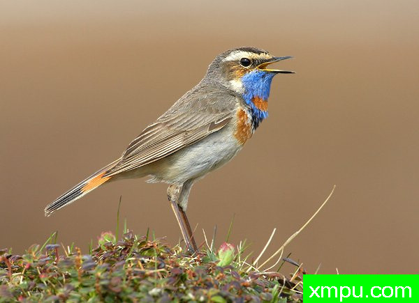 蓝点颏--荒野摄影师罗伯特罗伊斯 摄影