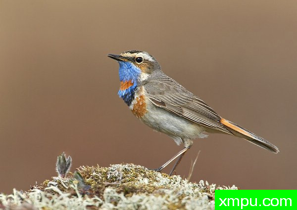 蓝点颏--荒野摄影师罗伯特罗伊斯 摄影