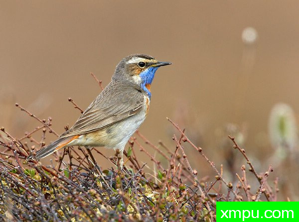 蓝点颏--荒野摄影师罗伯特罗伊斯 摄影
