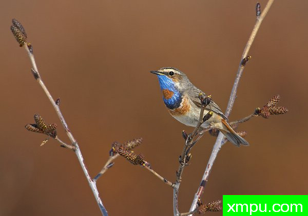 蓝点颏--荒野摄影师罗伯特罗伊斯 摄影