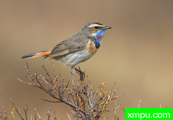 蓝点颏--荒野摄影师罗伯特罗伊斯 摄影