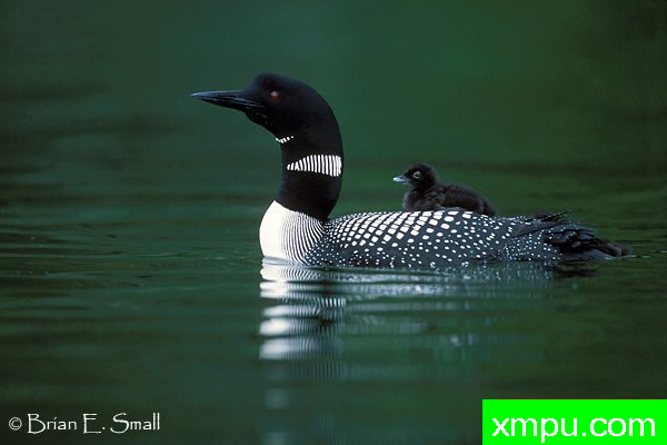 花格龙鸭--美国著名摄影大师布赖恩E.小作品系列