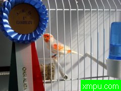 金丝雀---培育大师马西米利亚诺德尔波诺【美国】冠军精品