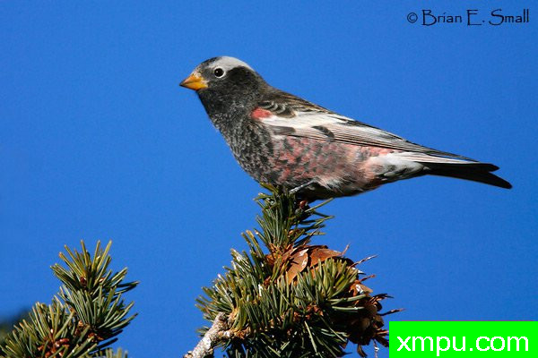 黑玫瑰，芬奇--美国著名摄影大师布赖恩E.小作品系列