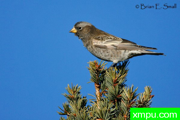 黑玫瑰，芬奇--美国著名摄影大师布赖恩E.小作品系列