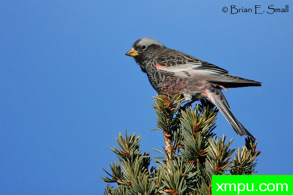 黑玫瑰，芬奇--美国著名摄影大师布赖恩E.小作品系列