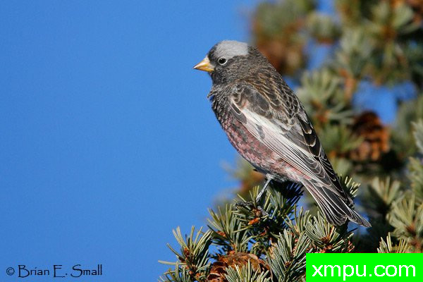 黑玫瑰，芬奇--美国著名摄影大师布赖恩E.小作品系列