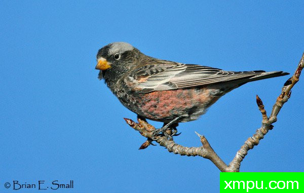 黑玫瑰，芬奇--美国著名摄影大师布赖恩E.小作品系列