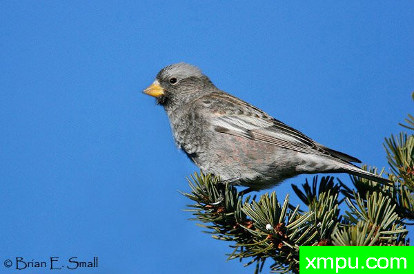 黑玫瑰，芬奇--美国著名摄影大师布赖恩E.小作品系列