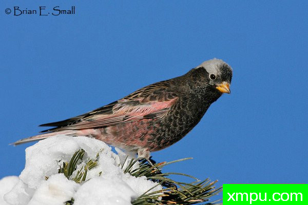 黑玫瑰，芬奇--美国著名摄影大师布赖恩E.小作品系列