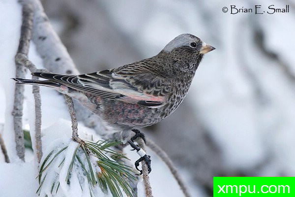 黑玫瑰，芬奇--美国著名摄影大师布赖恩E.小作品系列