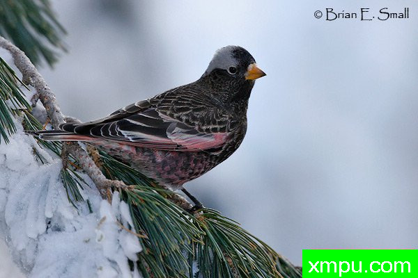 黑玫瑰，芬奇--美国著名摄影大师布赖恩E.小作品系列