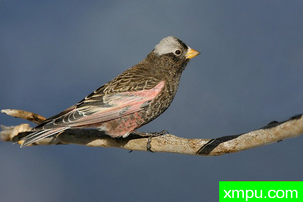 黑玫瑰，芬奇--美国著名摄影大师布赖恩E.小作品系列