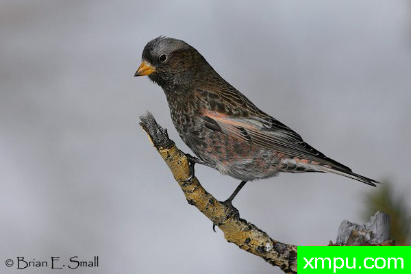 黑玫瑰，芬奇--美国著名摄影大师布赖恩E.小作品系列