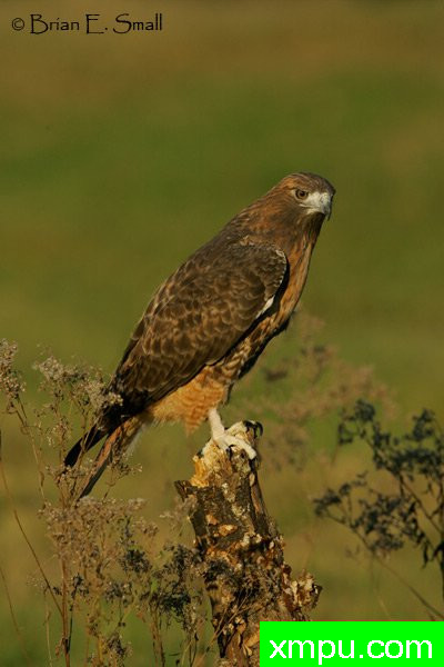红尾鹰--美国著名摄影大师布赖恩E.小作品系列