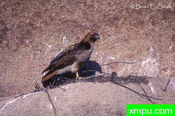 红尾鹰--美国著名摄影大师布赖恩E.小作品系列