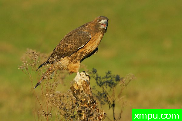 红尾鹰--美国著名摄影大师布赖恩E.小作品系列