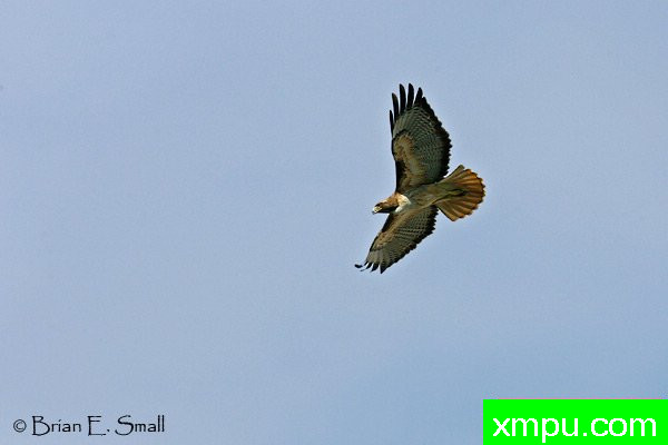 红尾鹰--美国著名摄影大师布赖恩E.小作品系列