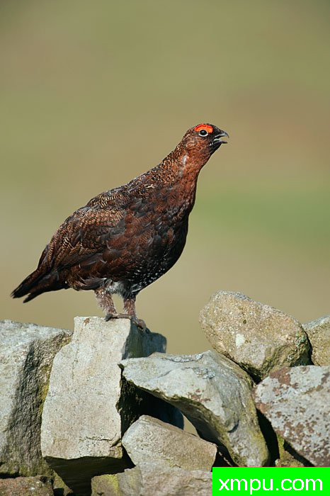  特有的鸟-- 荷兰自然摄影师德希尔勒内摄影