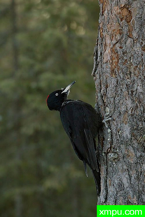  特有的鸟-- 荷兰自然摄影师德希尔勒内摄影