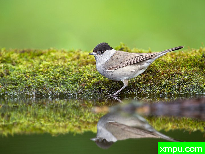  特有的鸟-- 荷兰自然摄影师德希尔勒内摄影