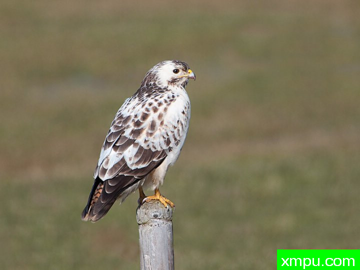  特有的鸟-- 荷兰自然摄影师德希尔勒内摄影