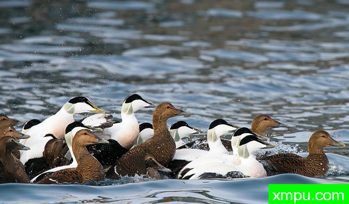  特有的鸟-- 荷兰自然摄影师德希尔勒内摄影