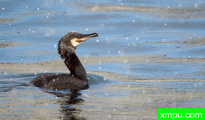  特有的鸟-- 荷兰自然摄影师德希尔勒内摄影