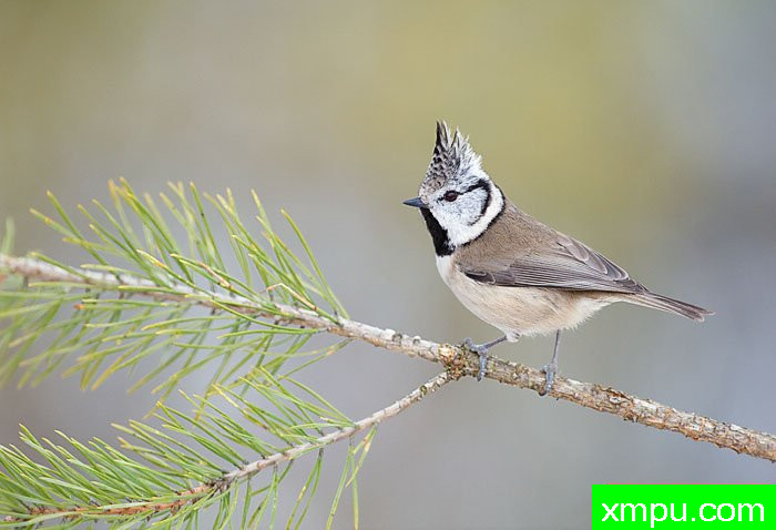  特有的鸟-- 荷兰自然摄影师德希尔勒内摄影