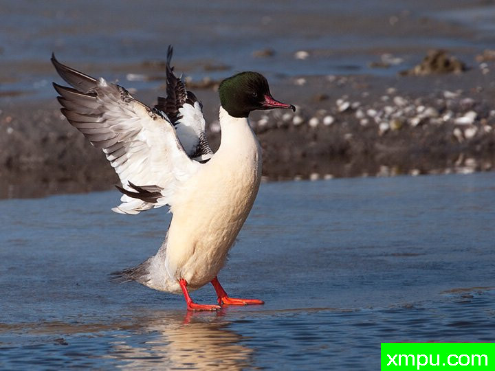  特有的鸟-- 荷兰自然摄影师德希尔勒内摄影