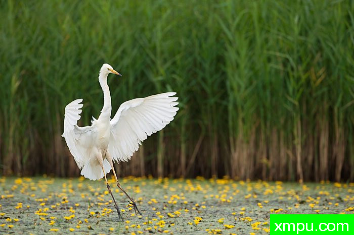  特有的鸟-- 荷兰自然摄影师德希尔勒内摄影