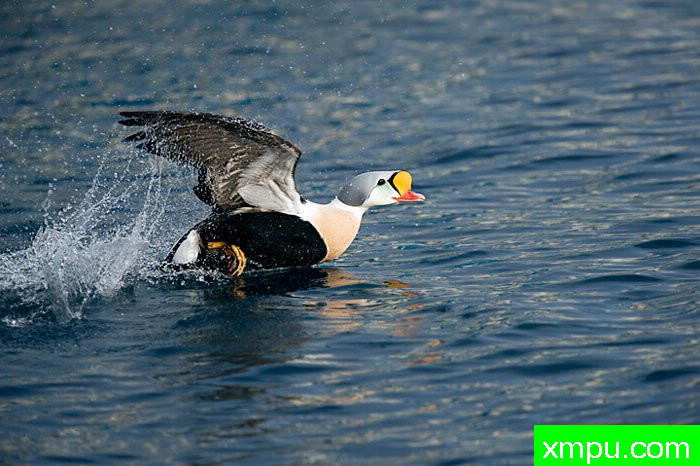  特有的鸟-- 荷兰自然摄影师德希尔勒内摄影