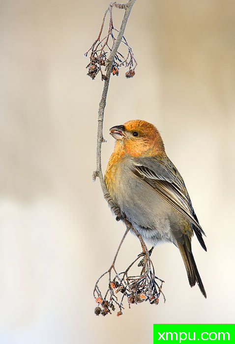  特有的鸟-- 荷兰自然摄影师德希尔勒内摄影