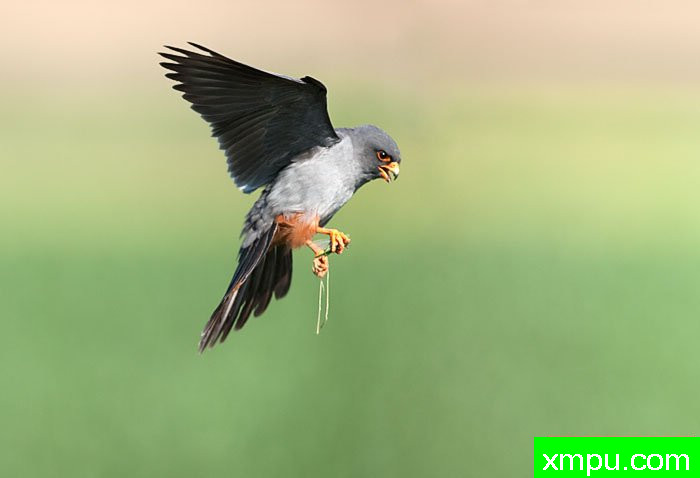  特有的鸟-- 荷兰自然摄影师德希尔勒内摄影