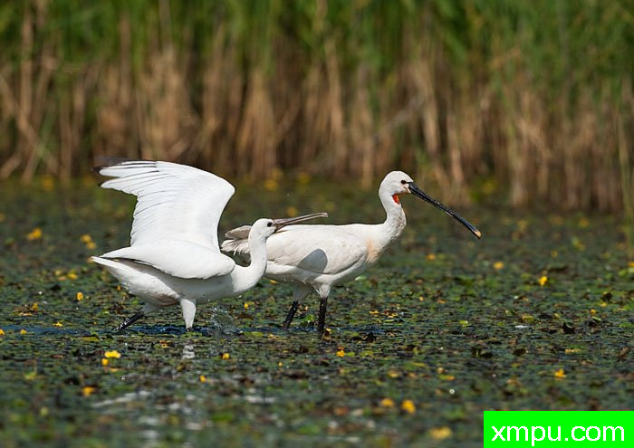  特有的鸟-- 荷兰自然摄影师德希尔勒内摄影